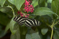 Zebra Butterfly in the Butterfly Garden at the Museum of Science, Boston, MA