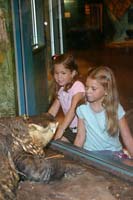 Sarah and Becca face off with an American Alligator at the Cleveland Museum of Natural History.