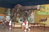 The only complete Haplocanthasaurus dephsi is on display at the Cleveland Museum of Natural History.