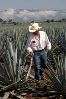 A jimador (agave harvester) demonstrates how to to trim the points off a Weber blue agave plant used to make tequila at the Jose Cuervo plantation near Tequila, Mexico.