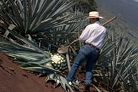 A jimador (agave harvester) demonstrates how to harvest the pińa or "pineapple" of a Weber blue agave plant used to make tequila at the jose cuervo plantation near Tequila, Mexico.