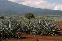 Fields of blue agave on the Cuervo plantation near Tequila, Mexico.