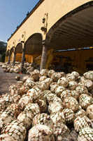 A pile of blue agave "pineapples" at La Rojeńa, the Jose Cuervo Tequila Distillery in Tequila, Mexico.