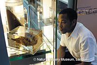 A man looks at a specimen in a glass cube at the Darwin Center at the Natural History Museum in London.