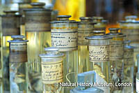 Specimen jars with handwritten labels from the Darwin Center at the Natural History Museum in London.