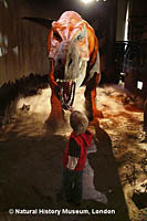 A child meets the T.rex. at the Natural History Museum of London.