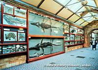 Fossils of prehistoric sea animals line the wall at the Natural History Museum in London.