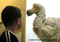 Boy meets dodo at the Natural History Museum of London.