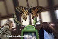 Girls look at a giant butterfly at the Natural History Museum in London.