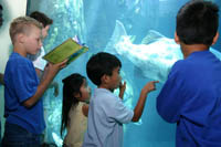 A boy uses the Weird, Wild and Wonderful Passport Book to identify fish at the Aquarium of the Pacific, Long Beach, CA