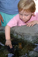 A child touches a purple sea urchin in the Rocky Intertidal exhibit at the Aquarium of the Pacific, Long Beach, CA