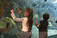 Children watch the balloonfish at the Aquarium of the Pacific, Long Beach, CA