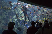 A scuba diver descends into the Tropical Reef exhibit at the Aquarium of the Pacific, Long Beach, CA