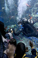 Volunteer scuba diver greets viewera at the Tropical Reef exhibit at the Aquarium of the Pacific, Long Beach, CA