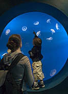 Mother and son are fascinated by the Moon Jellies at the Aquarium of the Pacific, Long Beach, CA