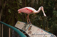 A friendly roseate spoonbill in the Tropical Forest ecosystem in the Montreal Biodôme. Š Kayte Deioma