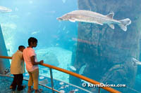 The St. Lawrence River Marine Ecosystem contains a 2.5 million liter fish tank. Š Kayte Deioma