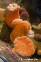 Northern Sea Anemones at the Biodôme in Montreal. Š Kayte Deioma