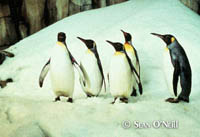 King Penguins in the Polar Ecosystem at the Biodôme. Š Sean O'Neill