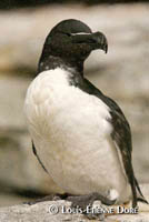 Razorbill Auk photo Š Louis-Étienne Doré