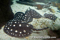 Spotted Rays at the Aquarium of the Americas
