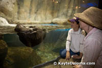 Sea otter at the Aquarium of the Americas in New Orleans