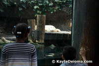 Spots, the white alligator is not a true albino because he has blue eyes.
