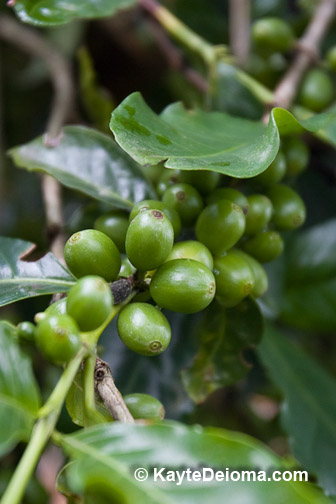 Green Coffee Berries