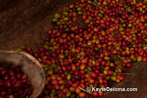 Ripe Coffee Berries at the Old Mill House Coffee Experience